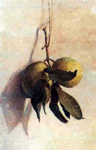 GuavanPortugues: Guavabasn